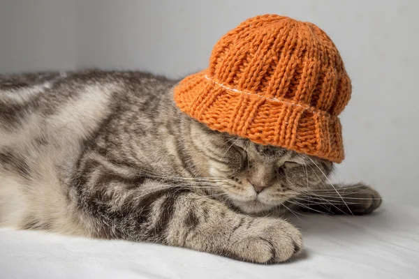 Lustige graugestreifte schottische Faltkatze mit orangefarbener Wintermütze auf dem Kopf liegt auf einem Tisch — Stockfoto