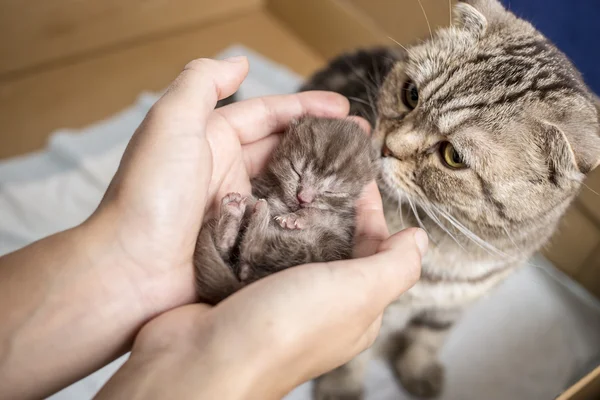 Divertido recién nacido tabby gatito escocés doblez se encuentra en manos femeninas y dulcemente dormido, madre gato de pie al lado Fotos De Stock Sin Royalties Gratis