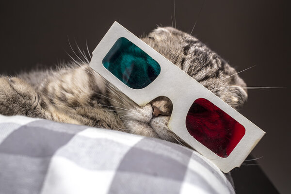 funny cat watching a movie on television in 3D glasses