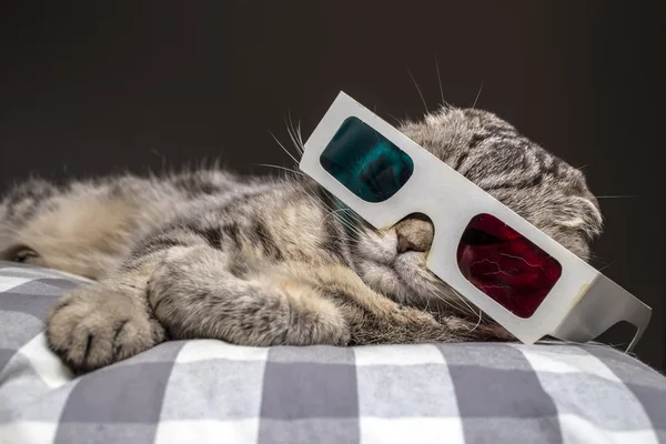 komik kedi 3d gözlük televizyonda bir film izlerken