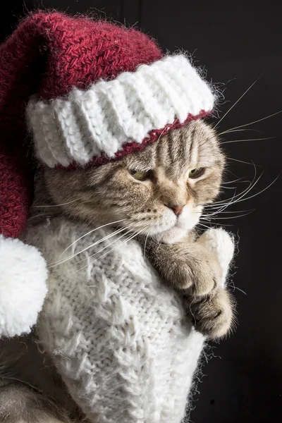 Смешная грустная кошка в рождественской шляпе Санта Клауса — стоковое фото