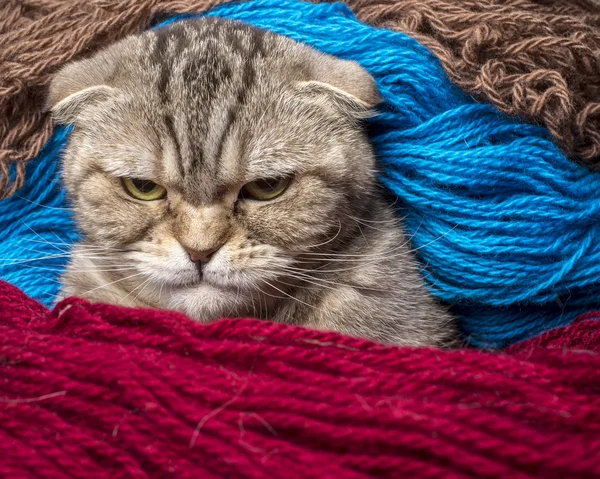 Very angry cat looking sternly — Stock Photo, Image