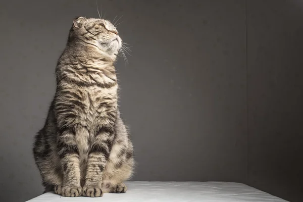 Embarazada gruesa gris rayas escocés pliegue gato sentado en un mesa —  Fotos de Stock