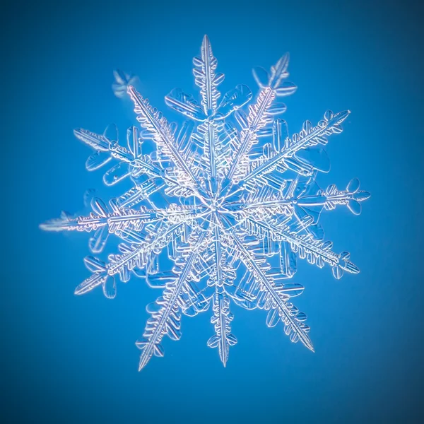 Een echte sneeuwvlok macro ligt op een blauwe achtergrond — Stockfoto