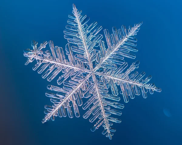 Una vera macro fiocco di neve si trova su uno sfondo blu — Foto Stock