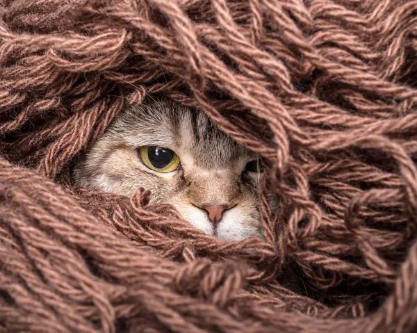 Bir yığın iş parçacığı yün iplik içinde kedi