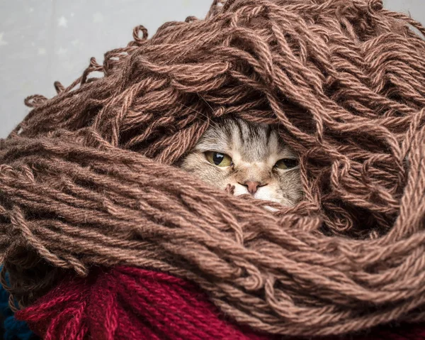 Gato em um fio de lã de fio de pilha — Fotografia de Stock