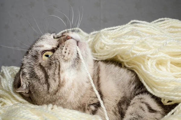 Scottish Fold zamotaný v přízi a hraje okusování vlákno — Stock fotografie