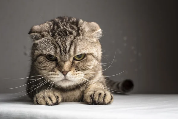 Grappige kwaad grijs gestreepte kat — Stockfoto