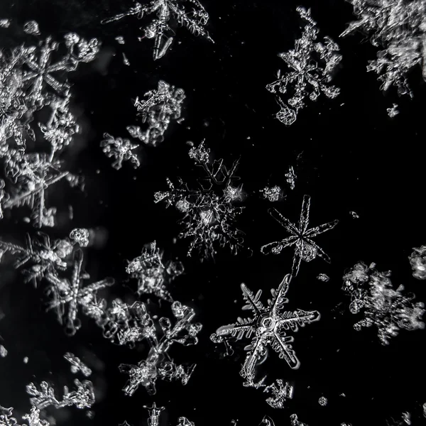 Copos de nieve macro reales sobre un fondo negro — Foto de Stock
