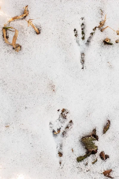 Ворона оставила свои следы в снегу. — стоковое фото