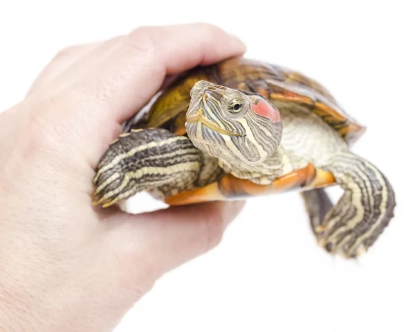 Homme tenant à la main une tortue marine à ventre jaune — Photo