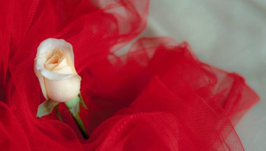 Kırmızı arka planda beyaz gül. Hassas çiçek yakın çekim.