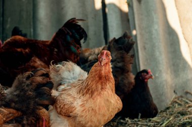 Çiftlikte kümes hayvanları yetiştiriyor. Kırmızı tavuk yakın plan. Kümes hayvanları besleniyor