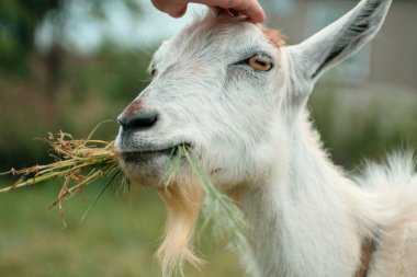 Şirin beyaz keçi. Yaklaş. Büyük sarı gözleri ve kulakları olan bir hayvanın kafası. Çiftlik hayvanları otluyor. Güneşli bir yaz gününde çimenlik
