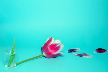 Bereketli, çeşitli bir lale mavi arka planda yatar. Yakınlarda bir bardak su ve bir çiçek yaprağı var. Minimalist romantik kavram