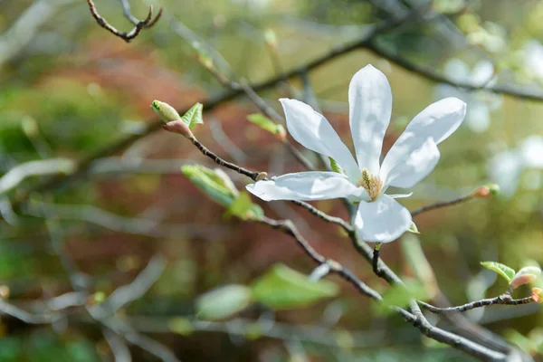 Красива Біла Квітка Магнолії Крупним Планом Квітуче Дерево Саду — стокове фото