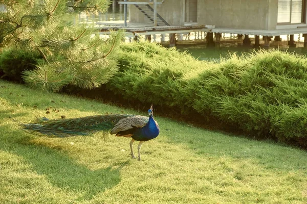 Pavo Real Adulto Pavo Cristatus Camina Largo Orilla Del Río — Foto de Stock