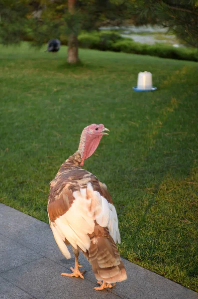 Gran Pavo Camina Por Parque Fondo Hay Tazón Para Beber — Foto de Stock