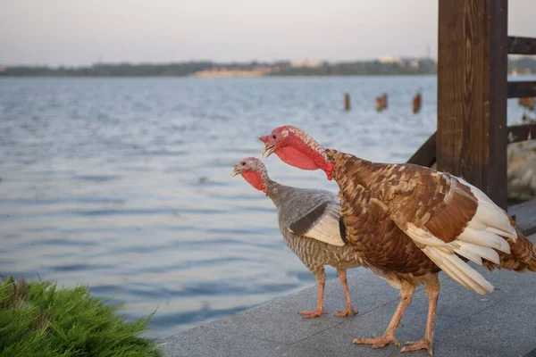 Par Perus Estão Ponte Olhando Para Rio Cena Engraçada Vida — Fotografia de Stock