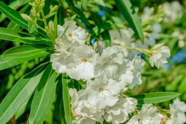 Parlak yeşil yapraklı güzel beyaz zakkum çiçekleriyle dolu bir bahçe. Akdeniz bitkisi