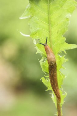 Kızıl bir salyangoz bahçedeki bir bitkinin üzerinde süzülüyor. Makroyu kapat.