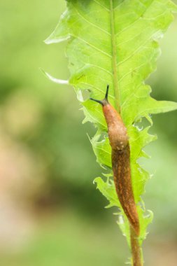 Kızıl bir salyangoz bahçedeki bir bitkinin üzerinde süzülüyor. Makroyu kapat.