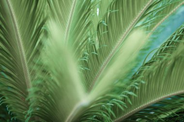 Güneşteki Sago palmiyesi. Bulanık arkaplan ile sığ alan derinliğinde yeşillik. Tropik yaz, tatil ve seyahat konsepti.