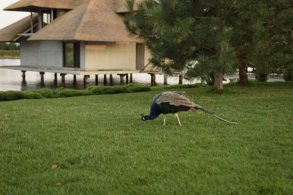 Pavo Real Adulto Pavo Cristatus Una Rama Árbol Fondo Hay — Foto de Stock