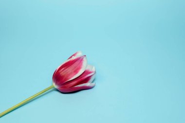 Lale çiçeği, turkuaz arka planda izole edilmiş bir şekilde kapat.