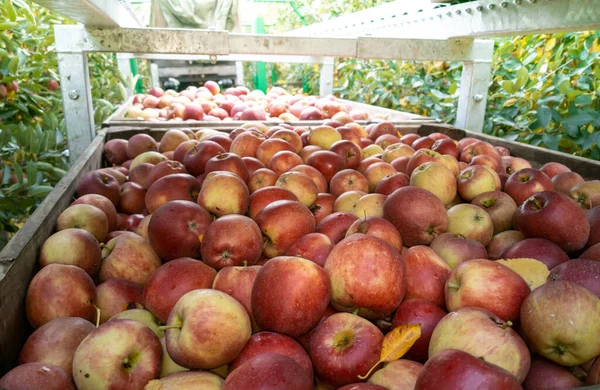 Egy Doboz Tele Almával Egy Gyümölcsösben Neve Altes Land Régi — Stock Fotó