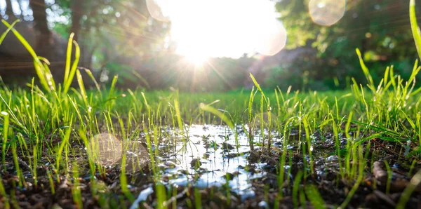 Viel Wasser Auf Einem Neuen Rasen — Stockfoto