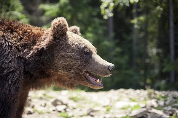 Grande urso castanho macho selvagem — Fotografia de Stock