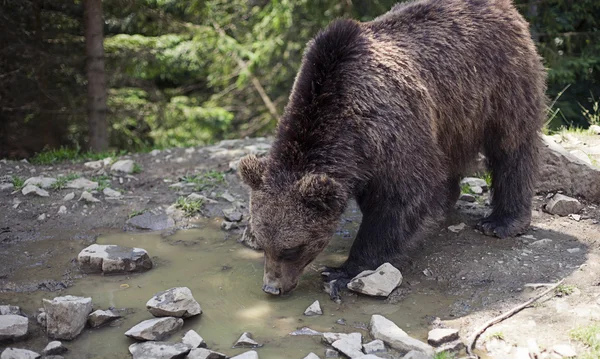 Grande urso castanho macho selvagem — Fotografia de Stock