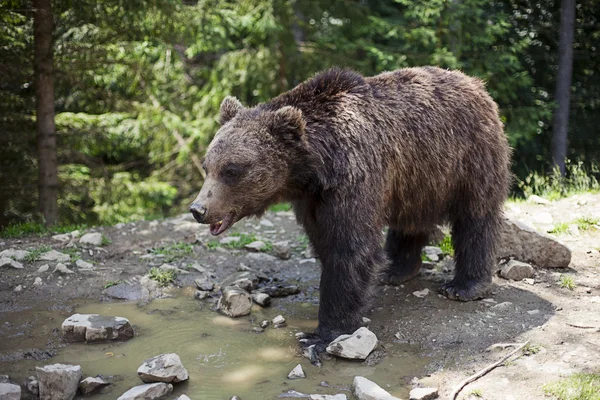 Άγρια μεγάλο αρσενικό καφέ αρκούδα — Φωτογραφία Αρχείου