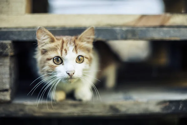 Frightened, watchful domestic cat under a wooden plank — Stock Photo, Image