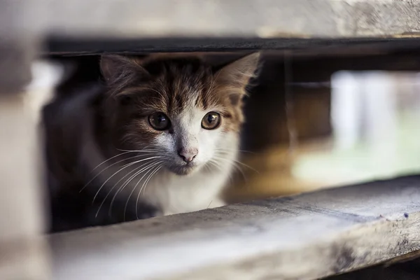 Cat is waiting for. Watchful domestic cat — Stock Photo, Image