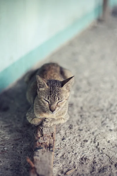 Tranquilo gato gris relajante, durmiendo en un palo —  Fotos de Stock