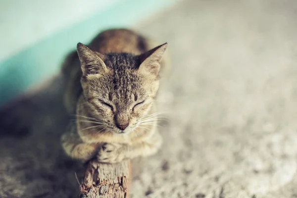 Peaceful gray cat relaxing, sleeping on a stick — Stock Photo, Image