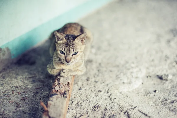 Peaceful gray cat relaxing, sleeping on a stick — Stock Photo, Image