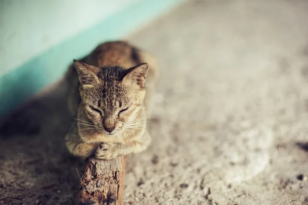 Gris tranquilo gato relajante, durmiendo en un palo —  Fotos de Stock