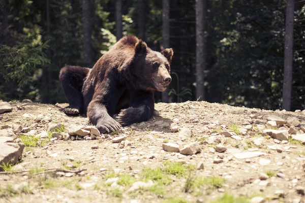 Хищный бурый медведь гризли в диком мире — стоковое фото