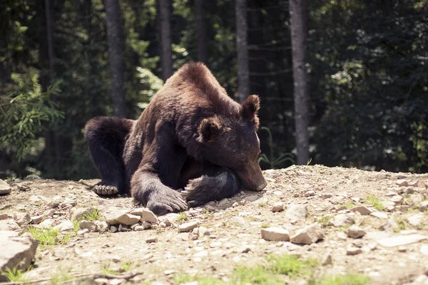 Хищный бурый медведь гризли в диком мире — стоковое фото