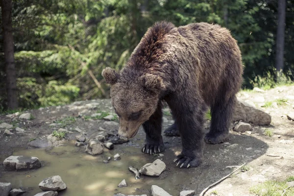 Dravé hnědý medvěd grizzly v divoký svět — Stock fotografie