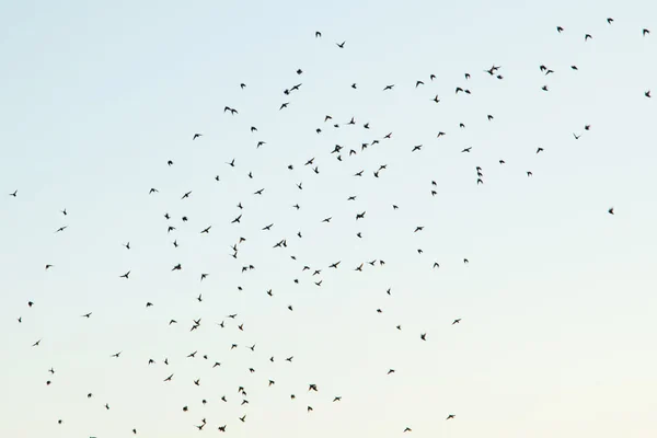 Silhouetten von Vögeln am Himmel — Stockfoto