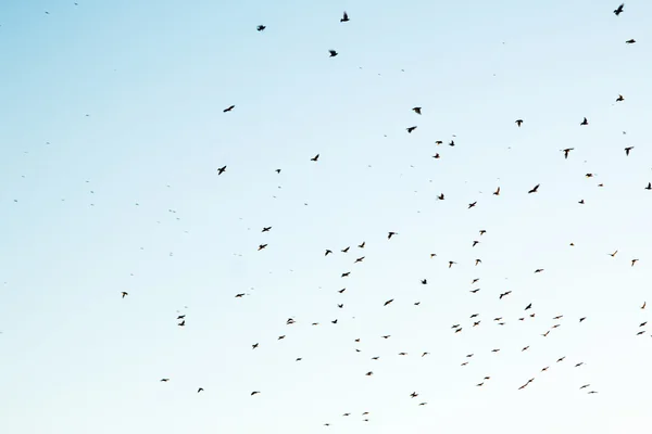 Силуети птахів у небі — стокове фото