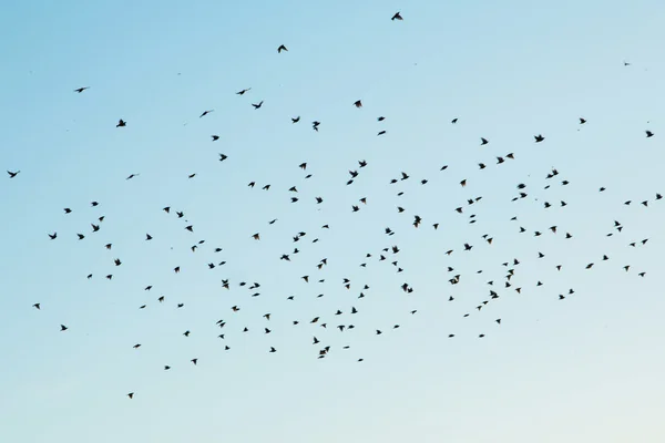 Silhouetten von Vögeln am Himmel — Stockfoto