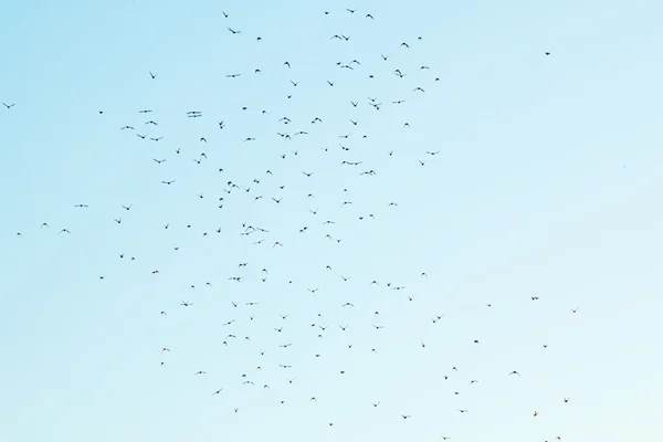 Silhuetter av fåglar i skyn — Stockfoto