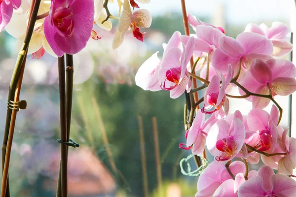 Vackra orkidé blommor — Stockfoto