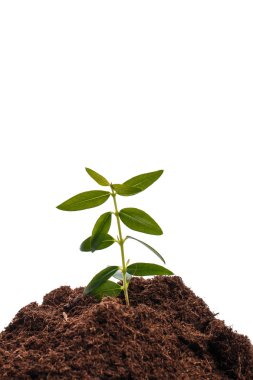 Küçük yeşil Filiz toprak